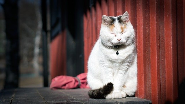 瞑想している猫