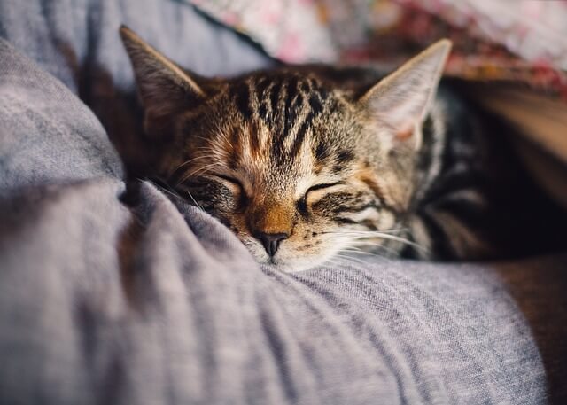 ソファーで眠る猫